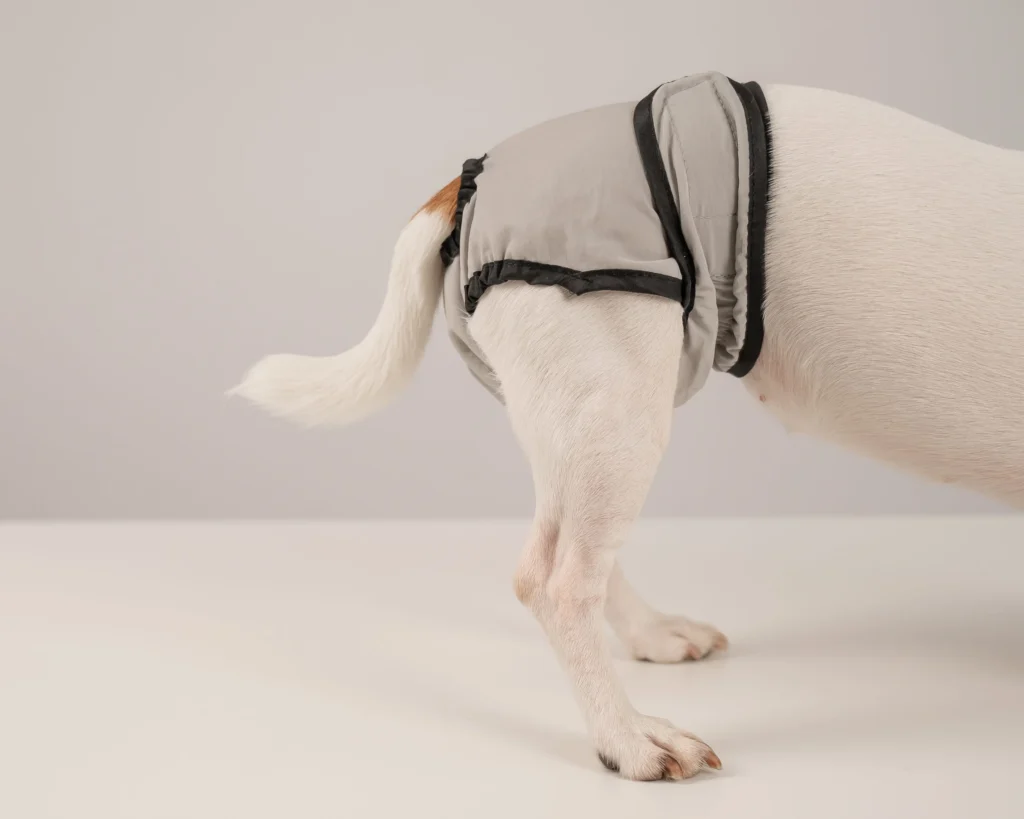 chien avec couche