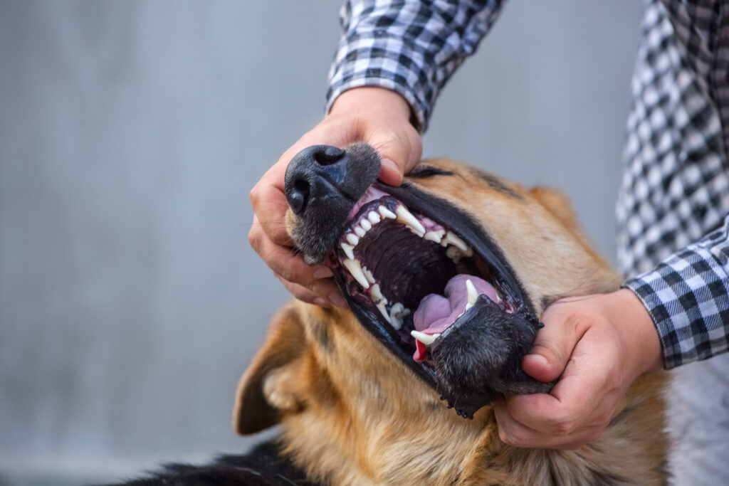 Chien mordeur