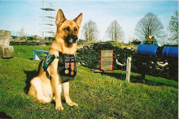 Catastrophes naturelles : des chiens de recherche sur le terrain