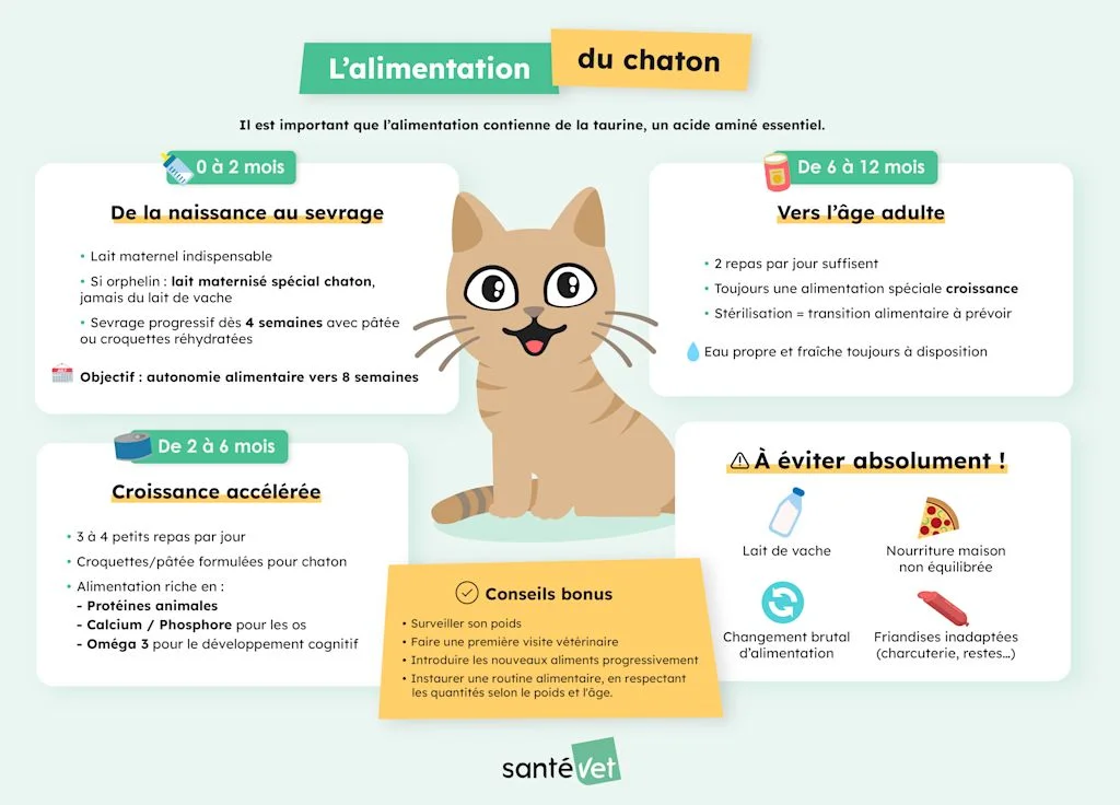 alimentation chaton SV 