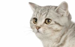 Chats aux pouvoirs insoupçonnés
