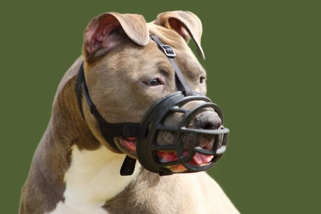 amstaff_museliere_Loi_chiens_dits_dangereux