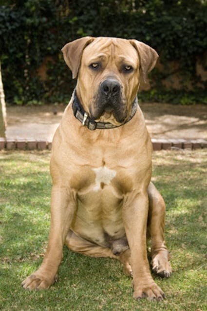 Boerbull et tosa : sont-ils des chiens vraiment dangereux ?