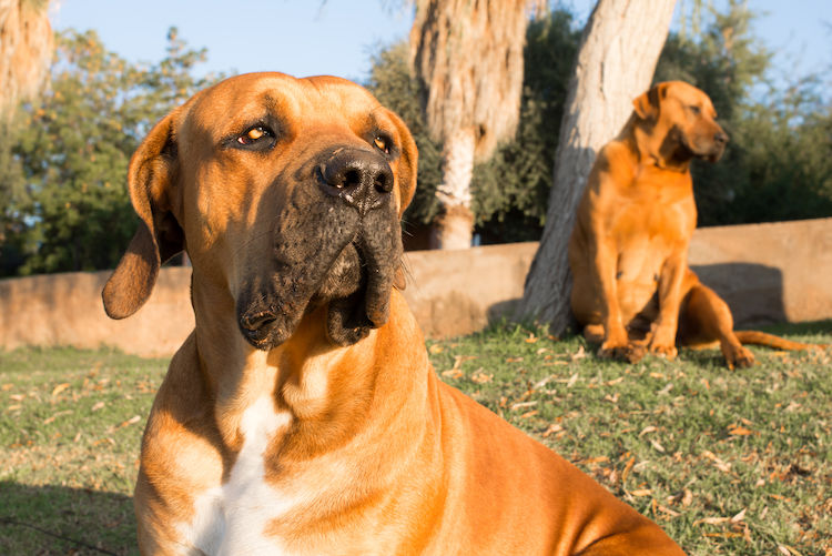 Chiens dangereux : mon chien est-il concerné par la loi ?