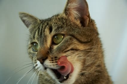 Comment donner un nouvel aliment à votre chat ?