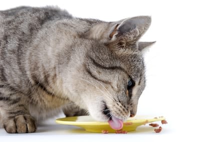 Le libre-service : une bonne manière de nourrir son chat