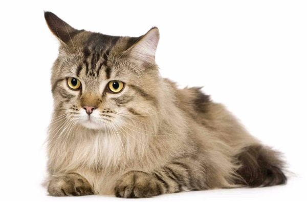 Chat âgé : bichonnez-le !