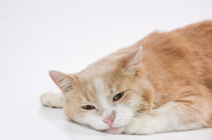 Votre chat a-t-il l&rsquo;estomac fragile ?