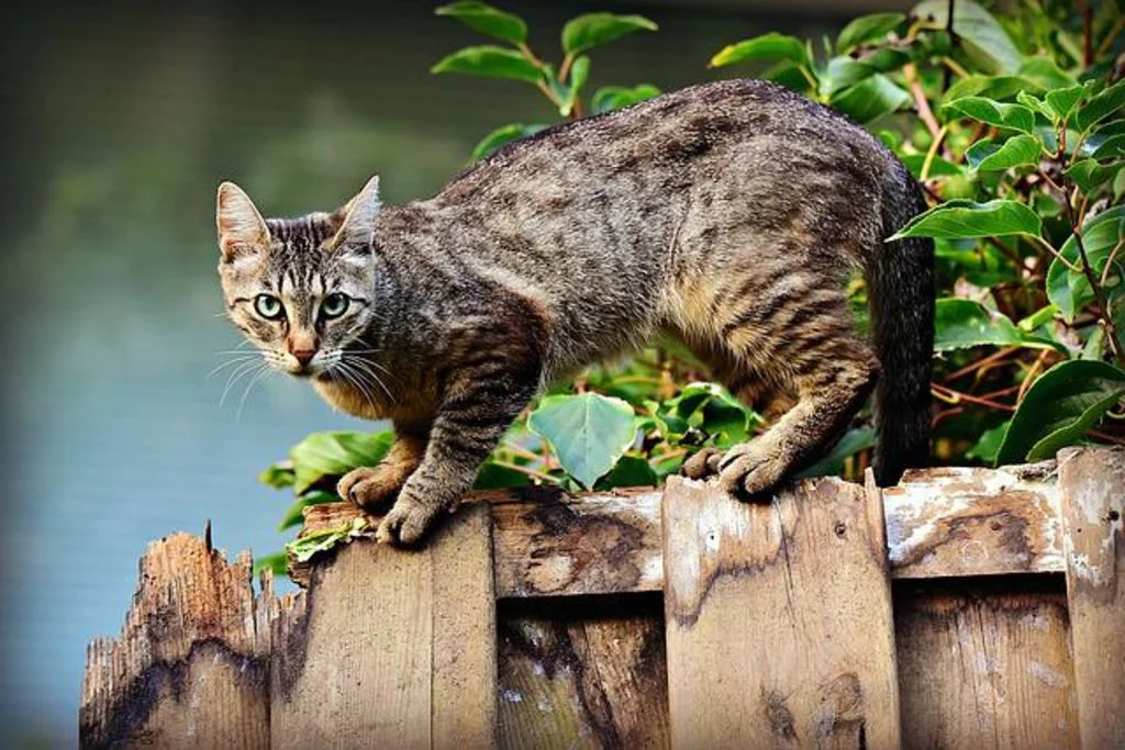 chat en balade