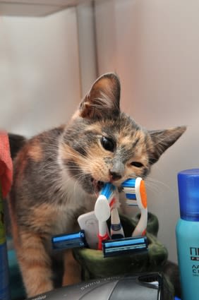 Préservez les dents de votre chat