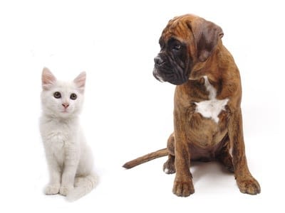 Chien, chat, vrai ou faux : testez vos connaissances
