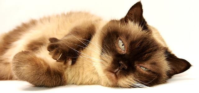 Location : peut-on-on vous interdire d’avoir un chat ?