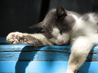 Le chat, c&rsquo;est un bon dormeur