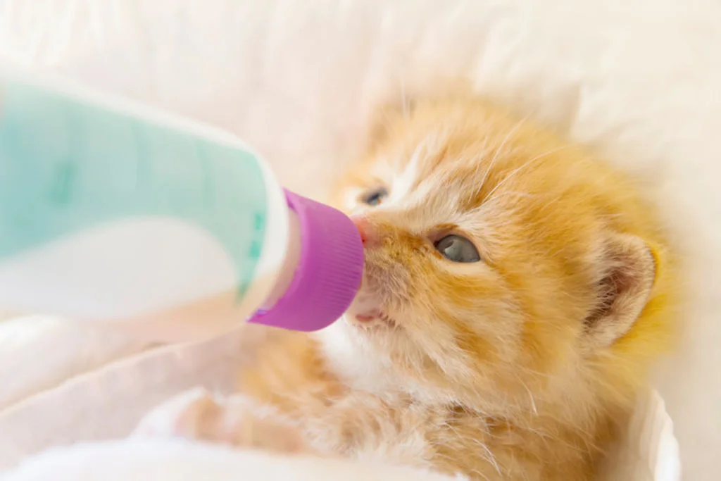 chaton biberon