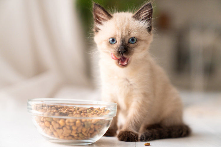 Quelle alimentation choisir pour votre chaton ?