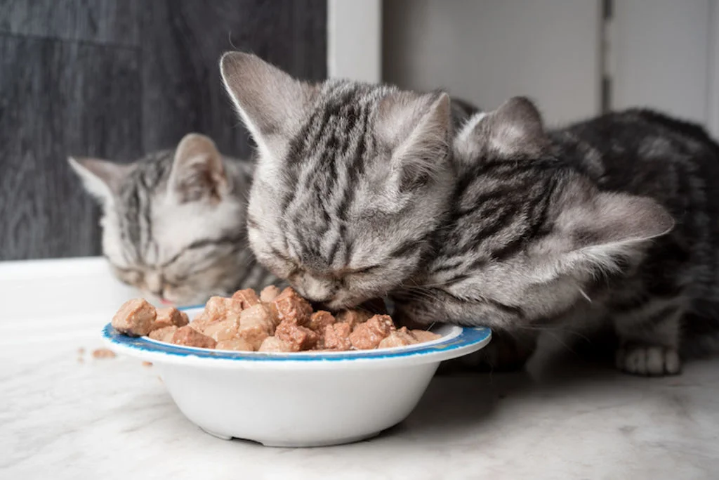 alimentation humide chaton