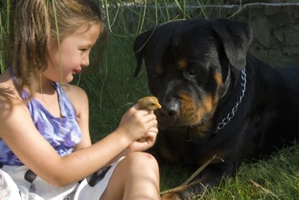 Chien et enfant : les règles à suivre