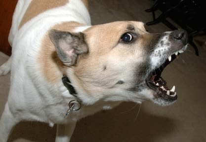 Mon chien a mordu quelqu’un : que dois-je faire ?
