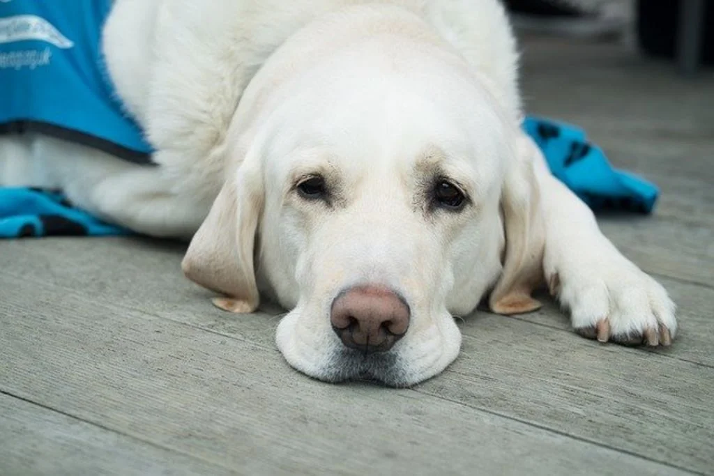 chien blanc fatigué