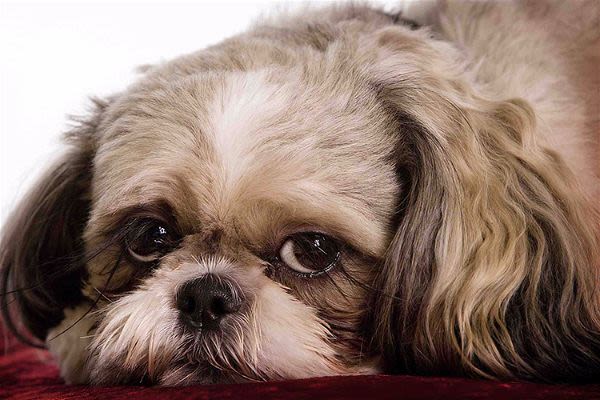 Votre chien a-t-il l&rsquo;estomac fragile ?