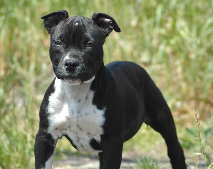Faire confirmer son chien pour qu’il soit de pure race ?