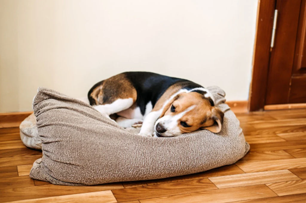 chiot malade