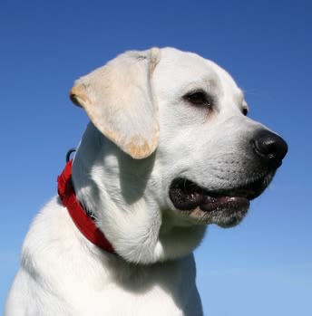 Colliers éducatifs pour chien : précautions d&rsquo;utilisation