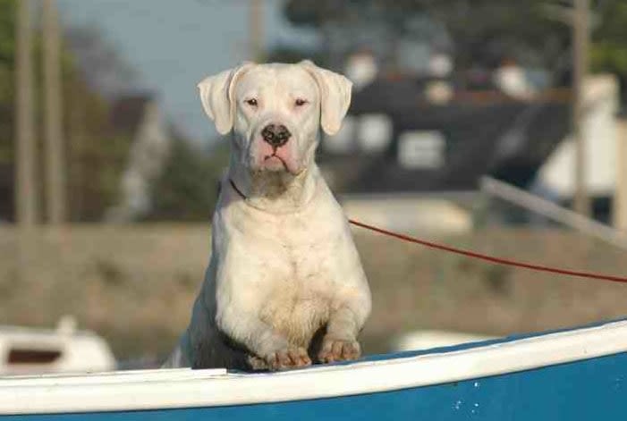 Le dogue argentin : un molosse de bonne compagnie