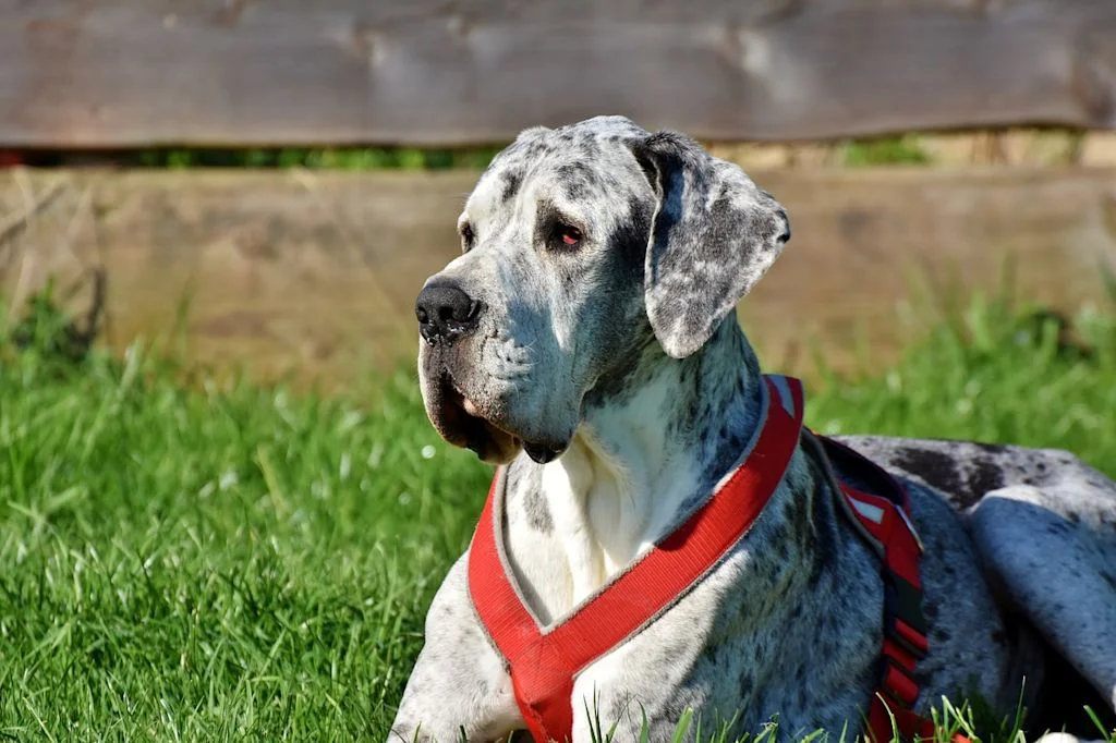 dogue allemand dehors