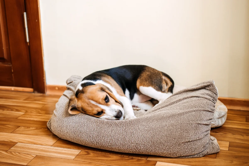 Beagle liegt auf einem Kissen