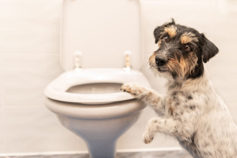 Diarrhée du chien : causes, symptômes, traitement