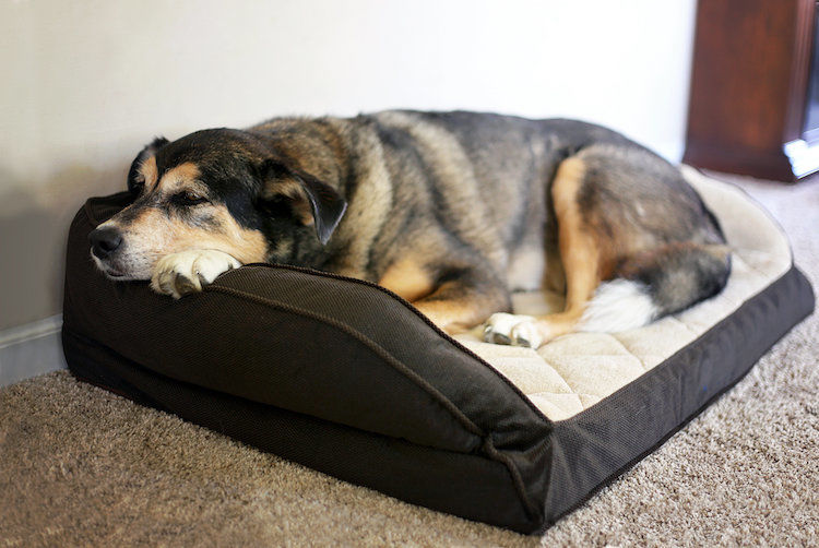 Comment soigner l’incontinence urinaire du chien âgé ?