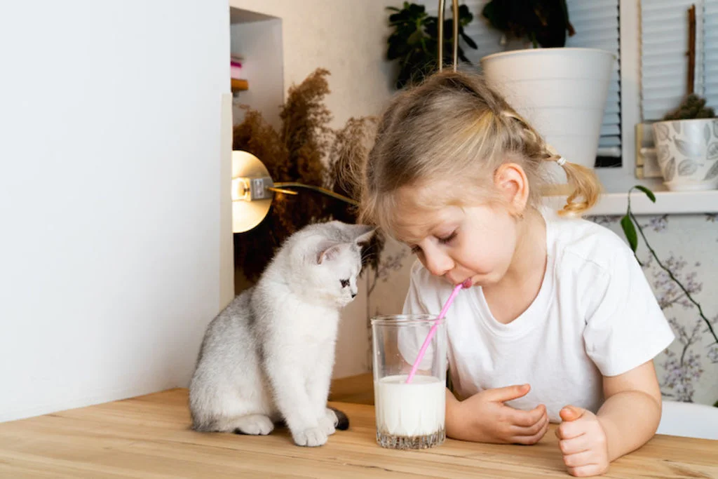 lait et laitage pour chaton