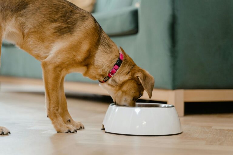Mon chien fait des caprices pour manger : raisons et solutions