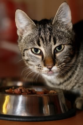 Faut-il donner du poisson aux chats ?