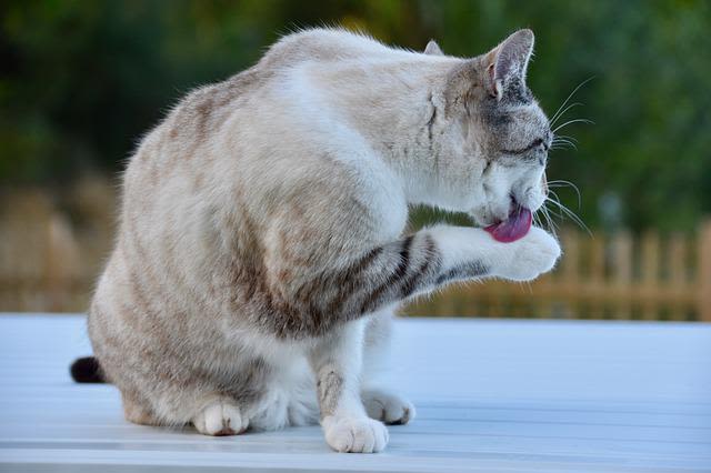 Les secrets de la toilette du chat