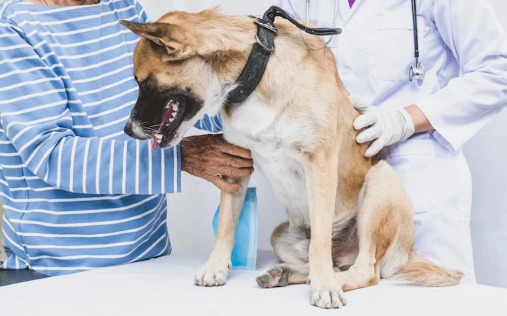 chien examen veterinaire