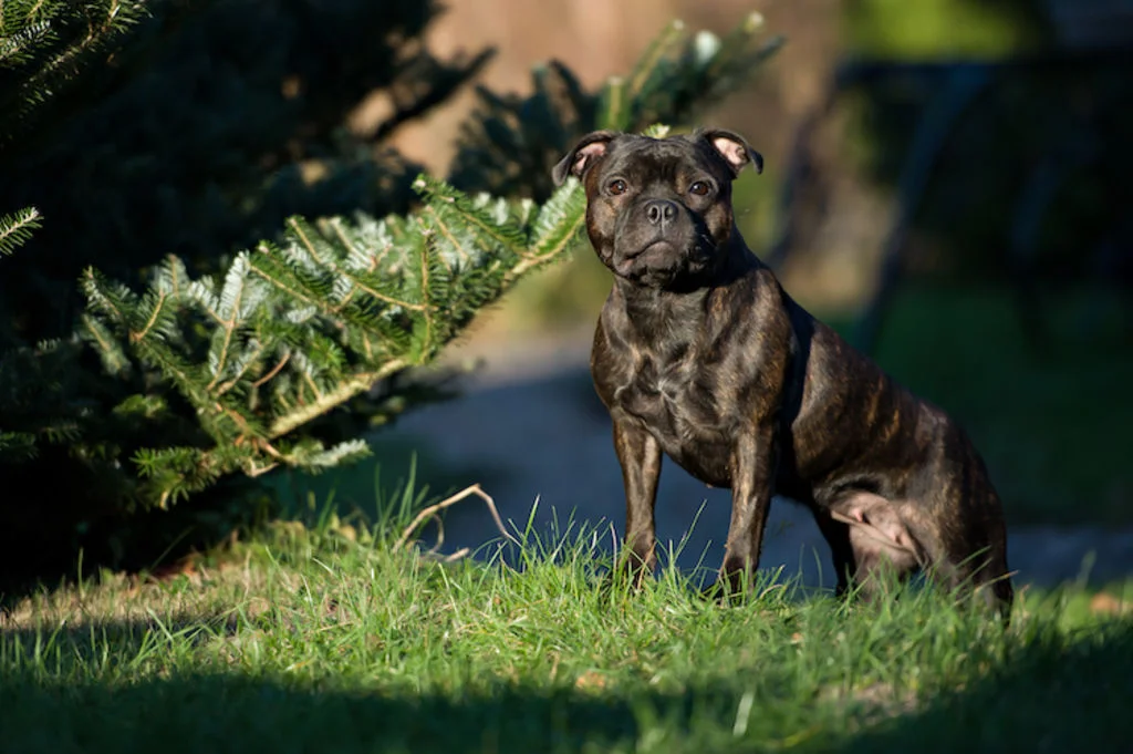 staffie_loi_chiens_dits_dangereux
