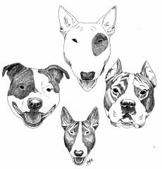 Quelques contacts concernant les chiens dits dangereux