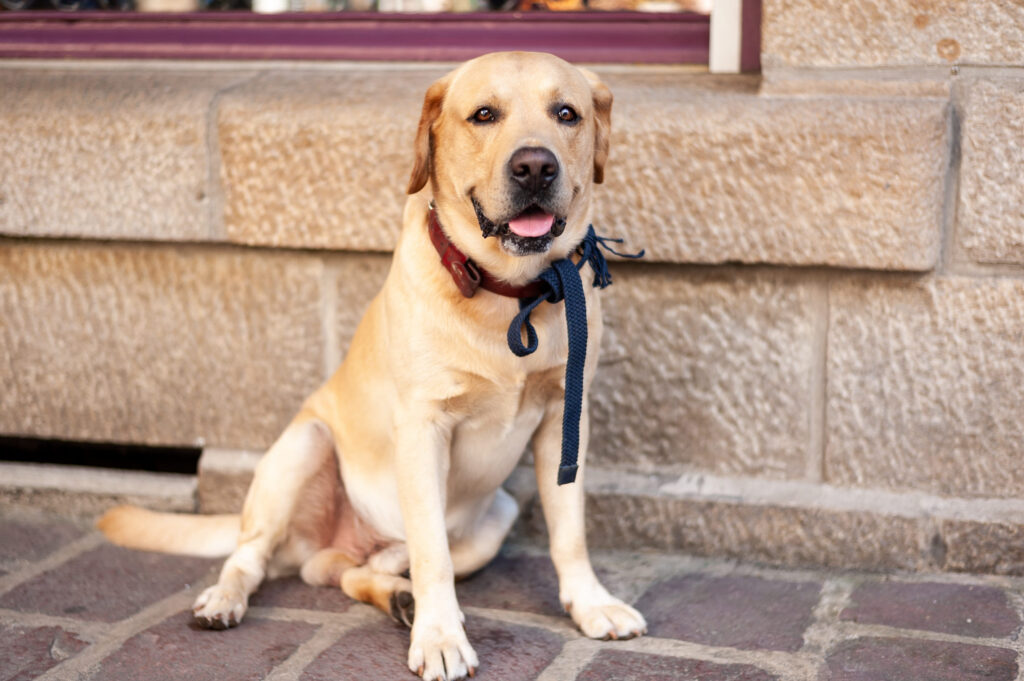 Chien mâle