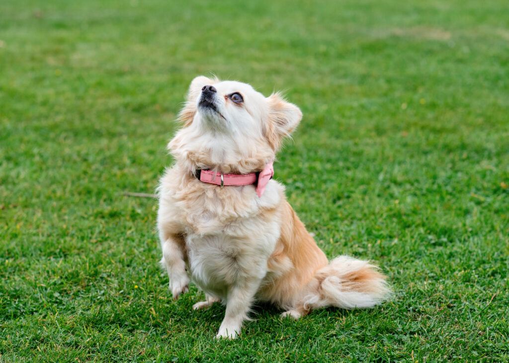 Chien femelle