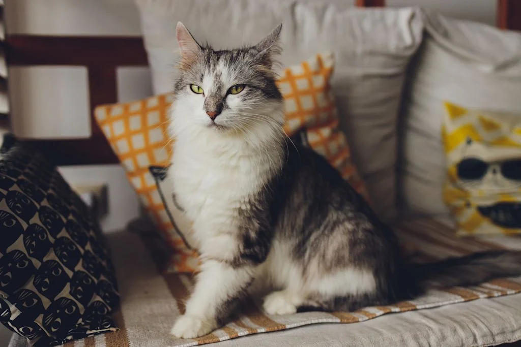 Chat d'appartement