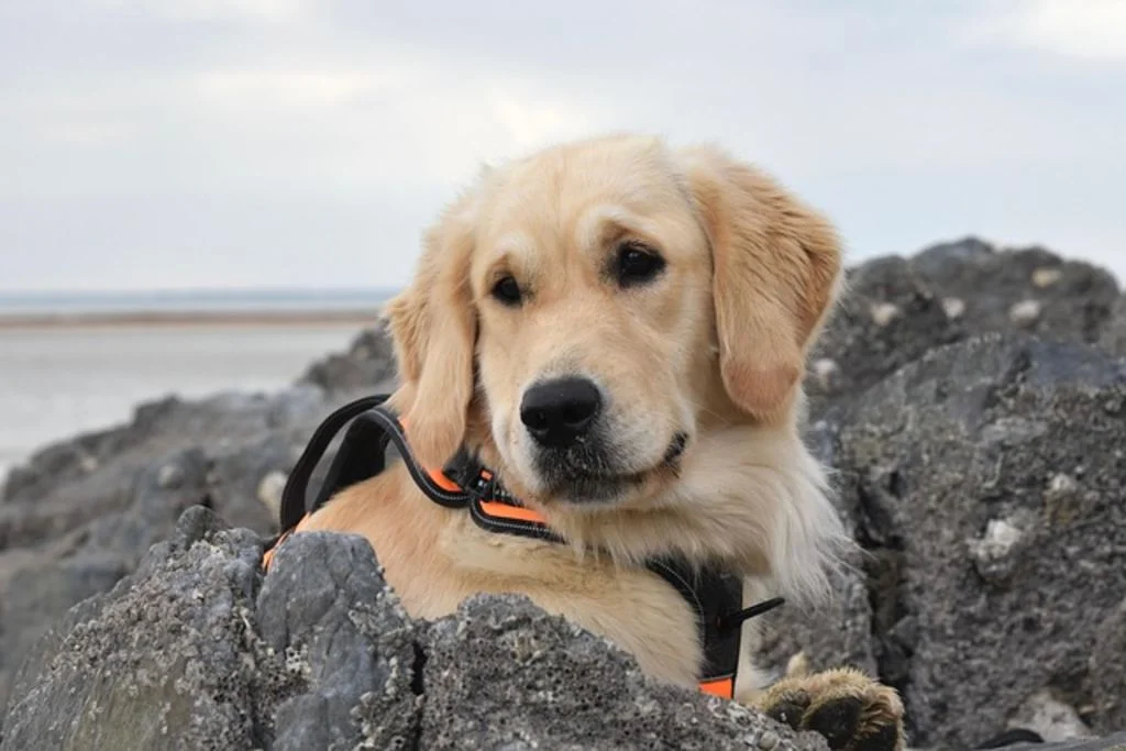 Chien guide d'aveugle