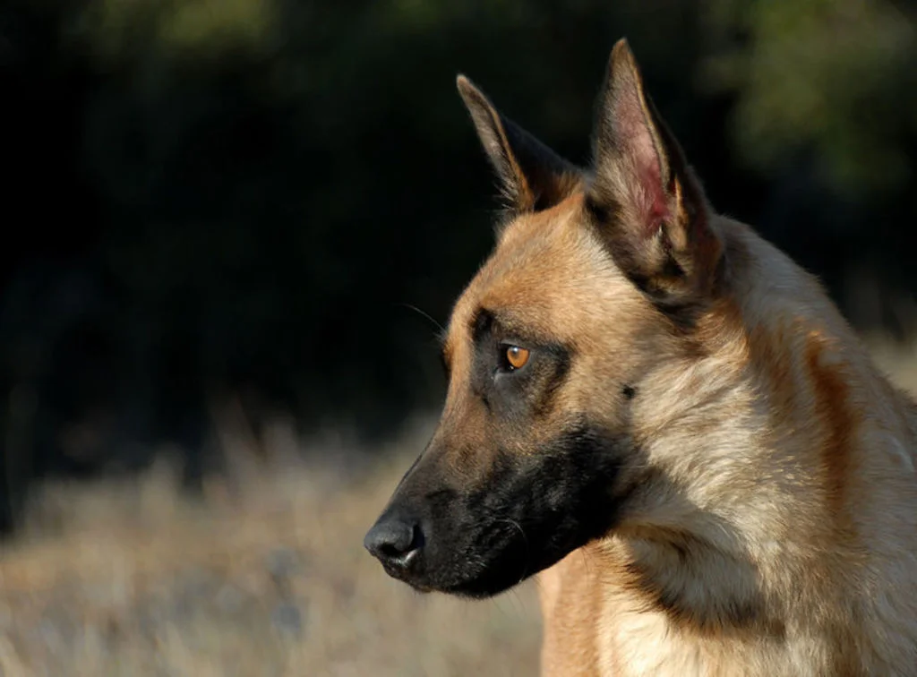 berger_belge_malinois