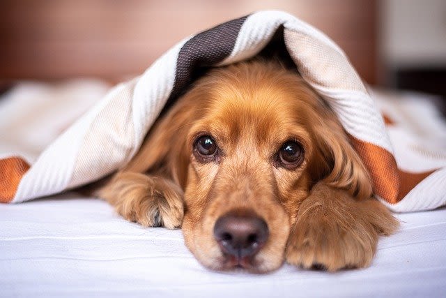 Affections respiratoires du chien: consulter rapidement