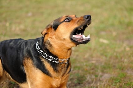 Chiens et chats : la rage rode à Moscou et à New York