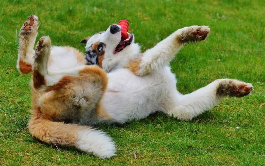 chien qui joue