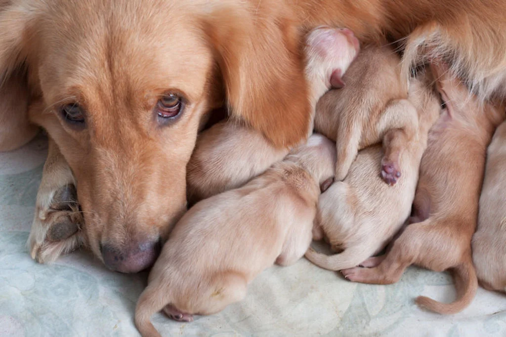 chienne_et_chiots_sterilisation