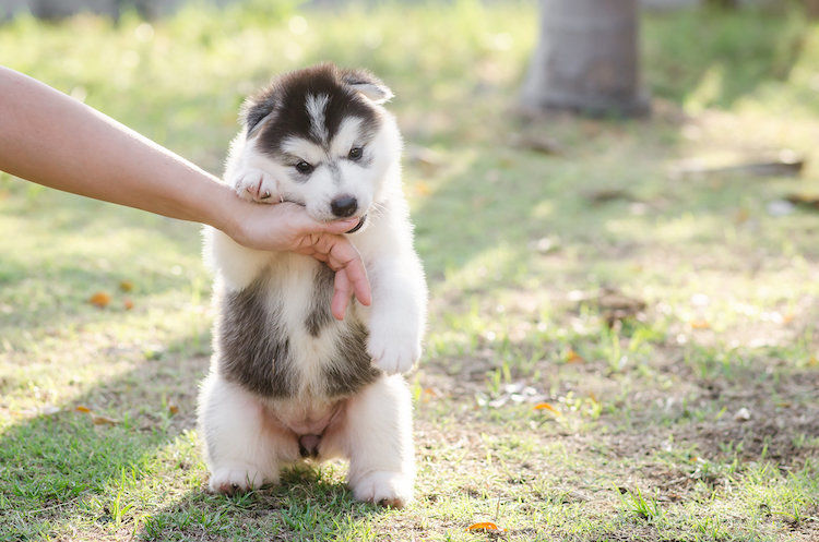 Chiot qui me mordille : que faire ?