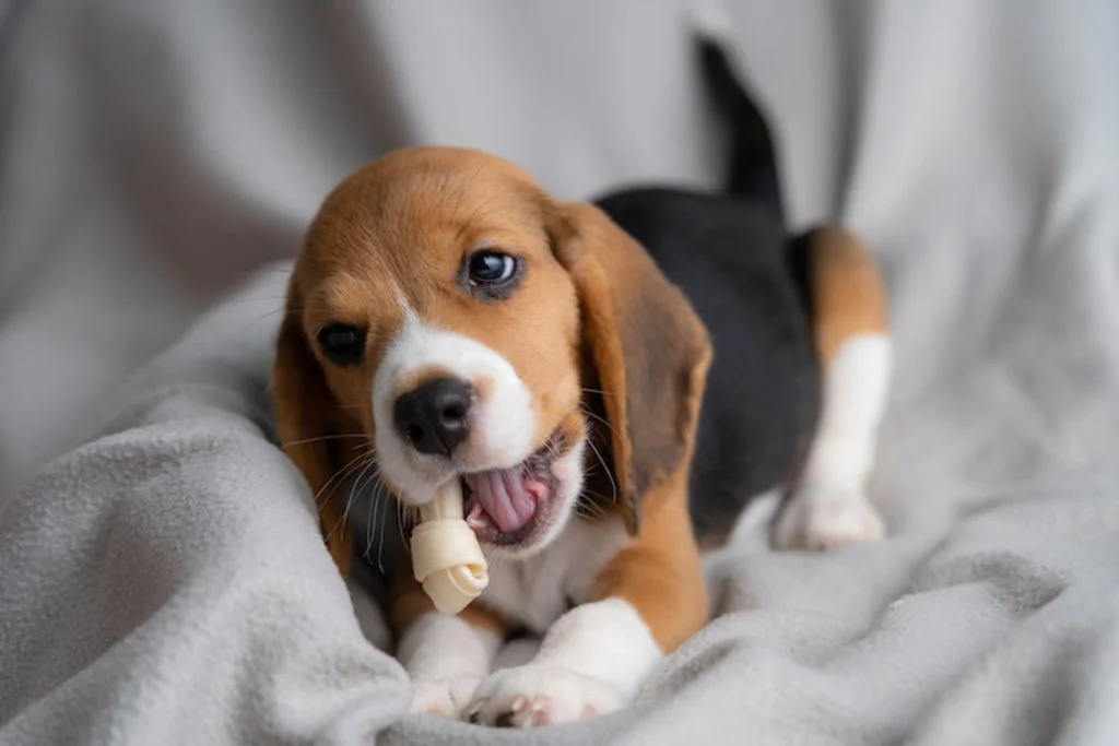 education_chiot_qui_mordille